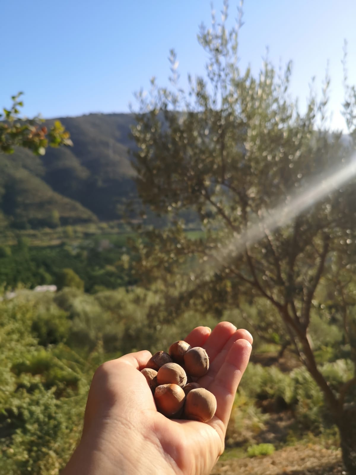 La Nocciola dei Nebrodi